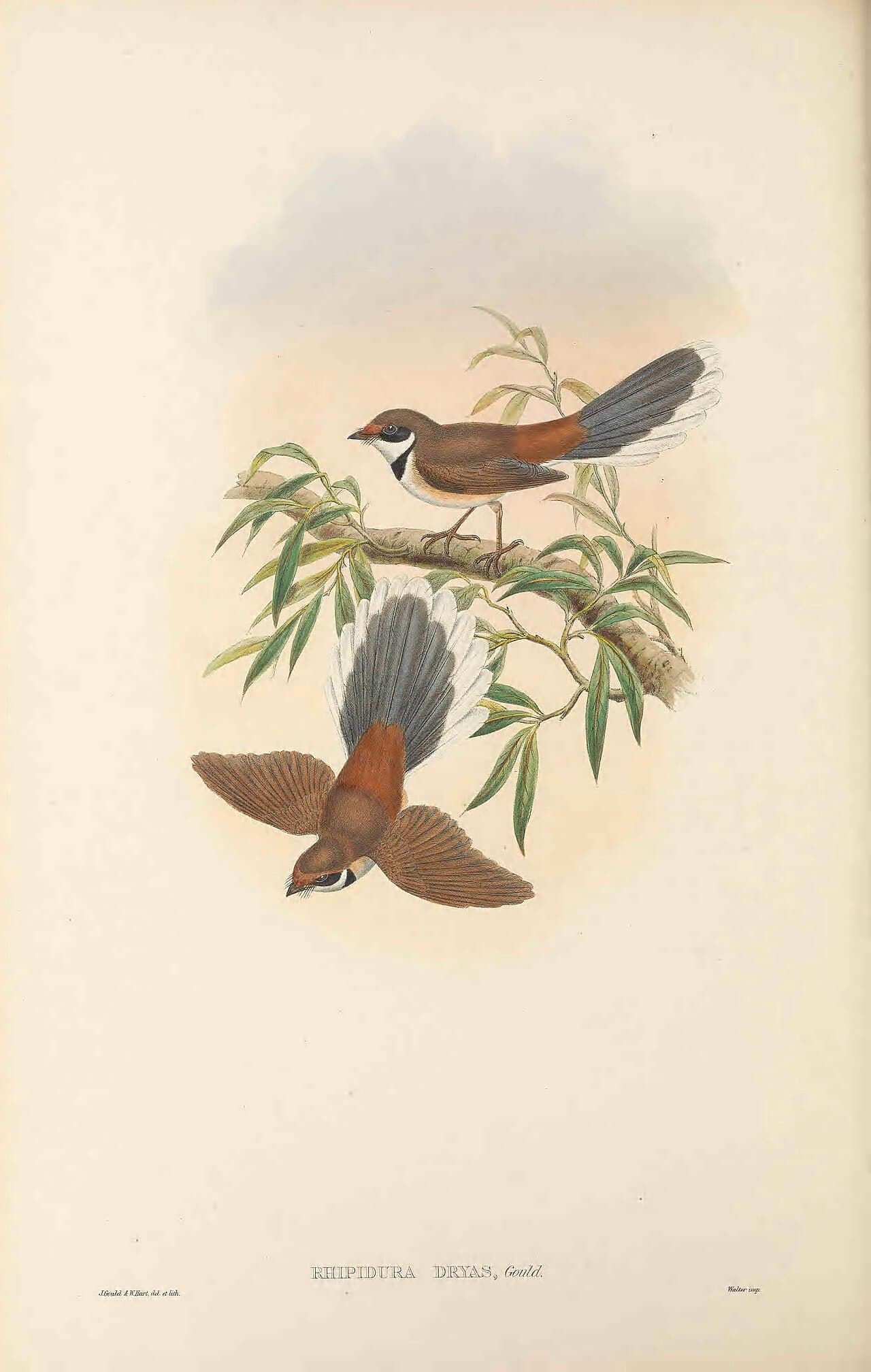 Arafura Fantail