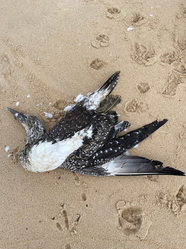 Australasian Gannet
