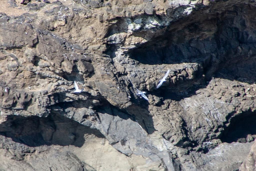 Grey Noddy