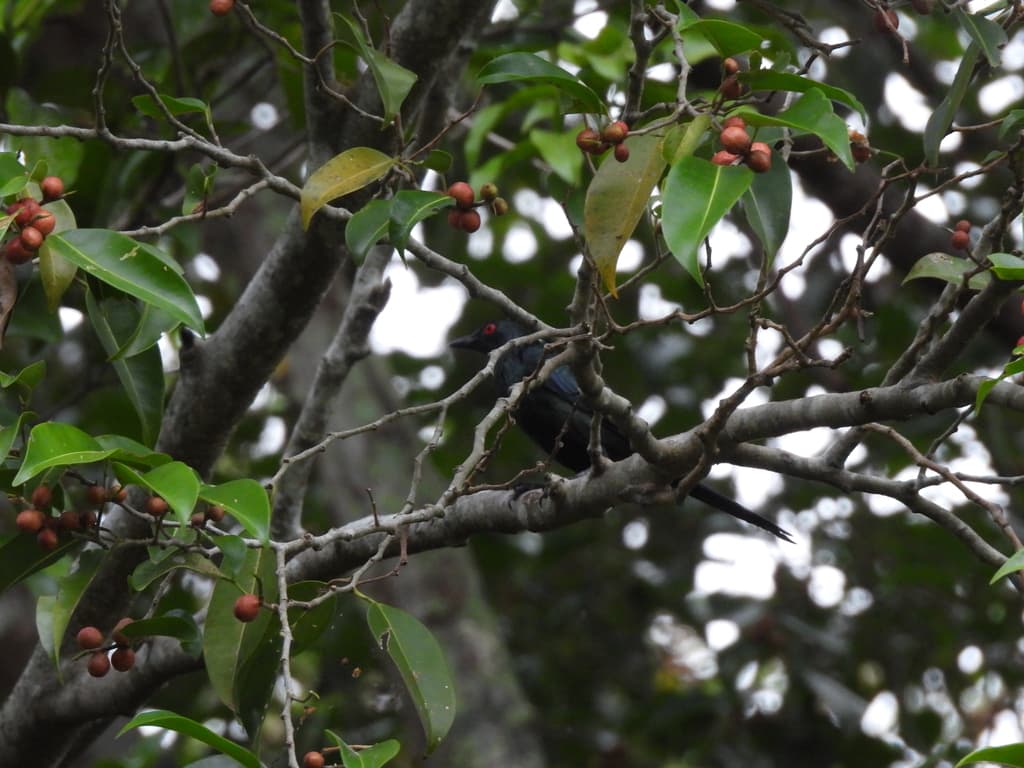 Metallic Starling