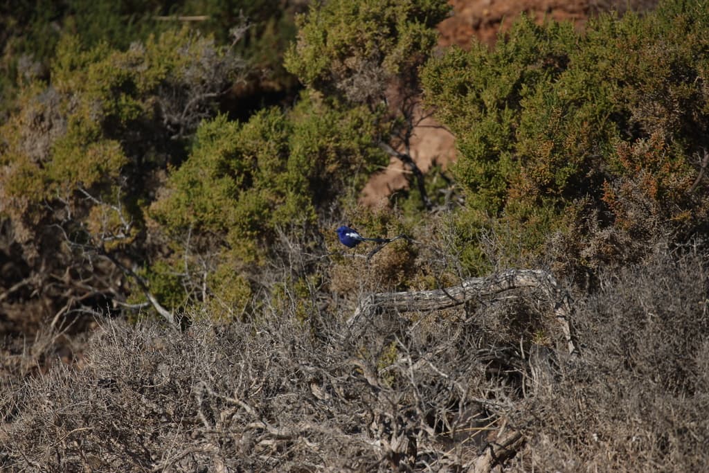 White-winged Fairywren