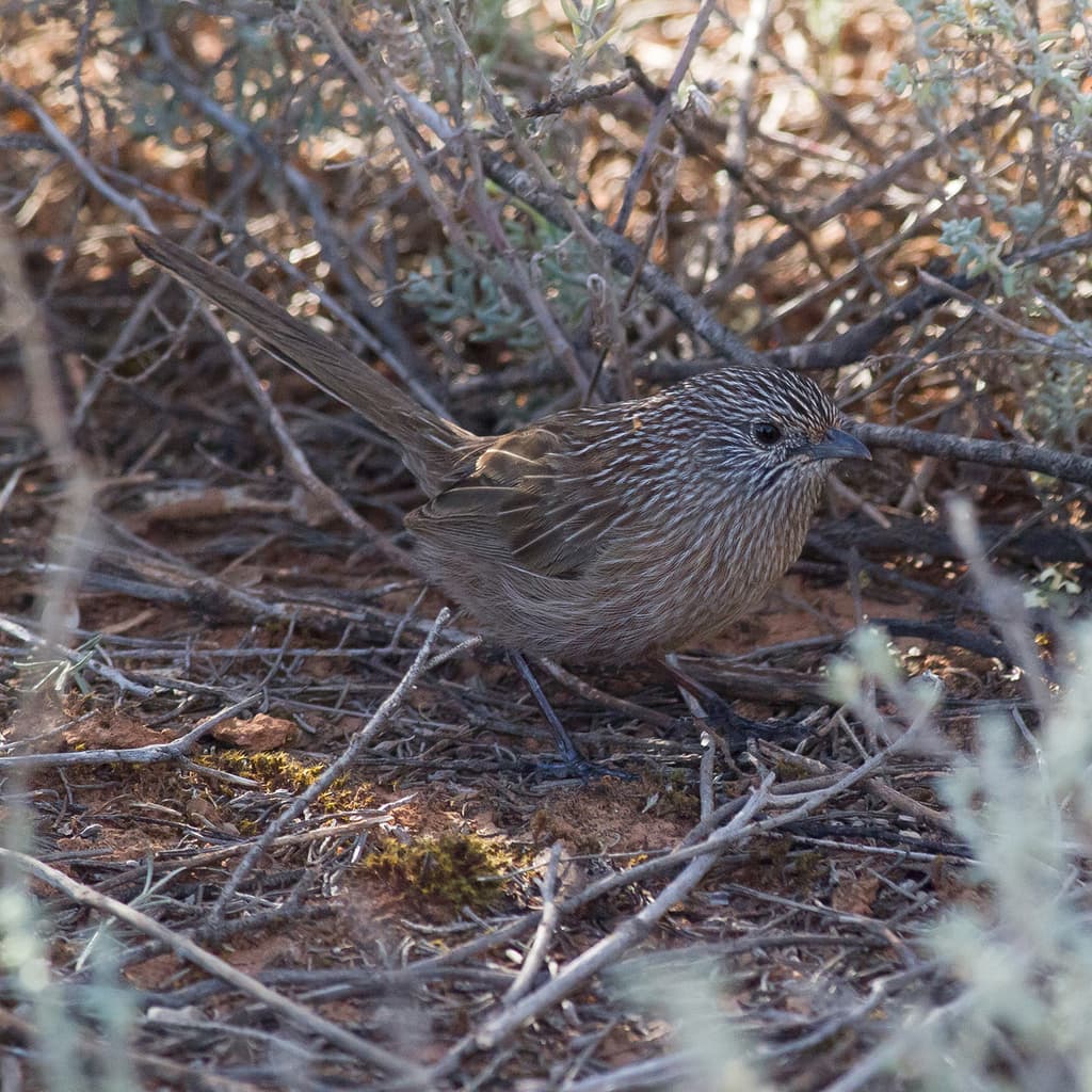 Western Grasswren