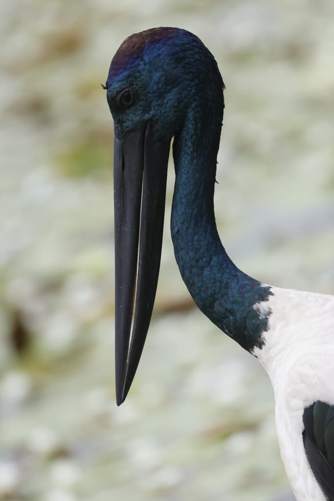 Black-necked Stork