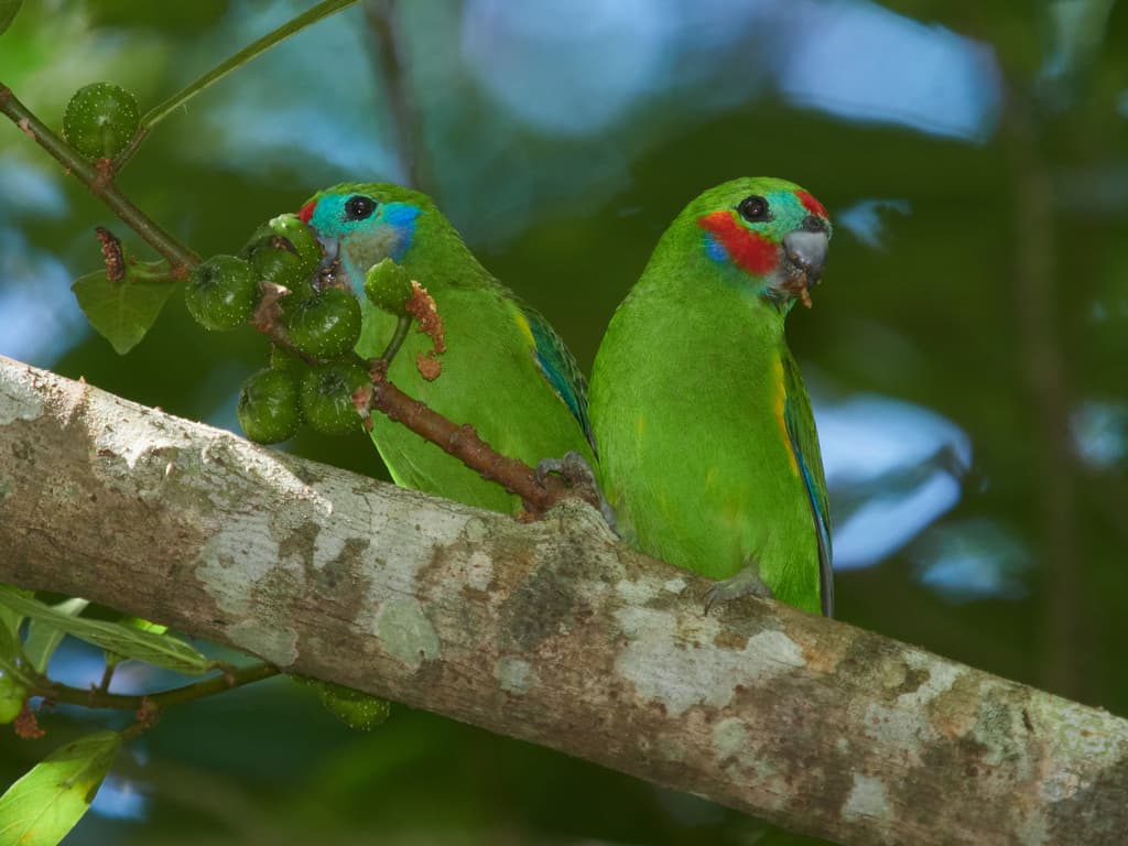 Double-eyed Fig Parrot