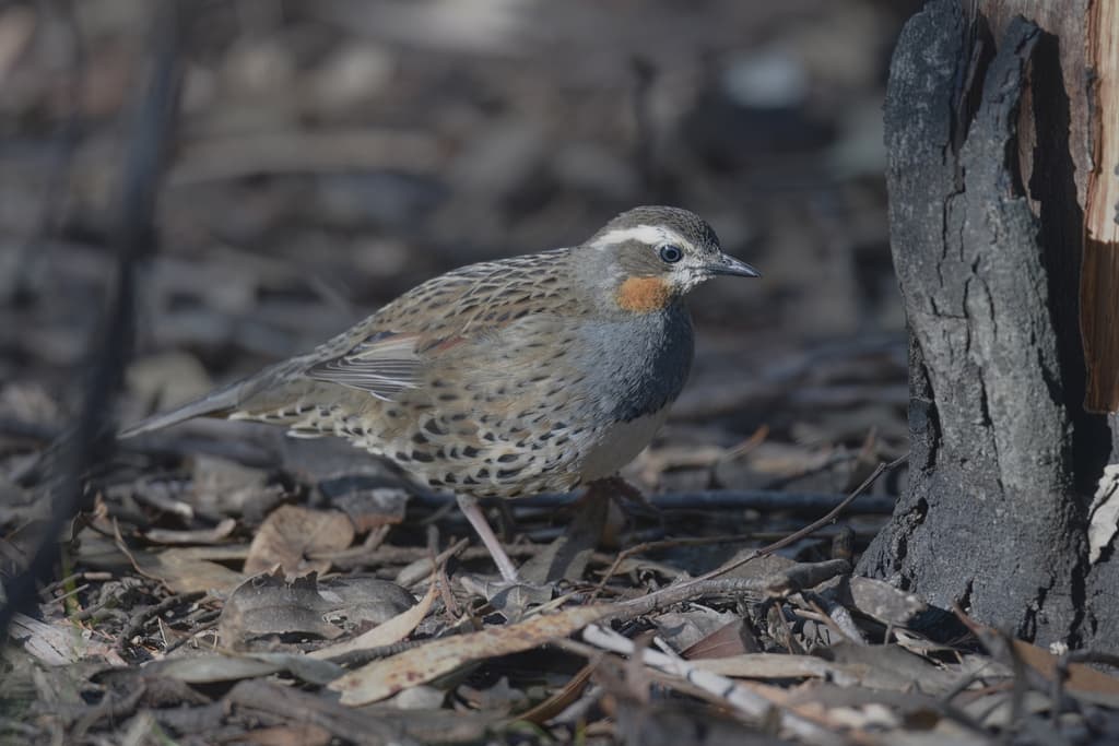 Spotted Quail-thrush