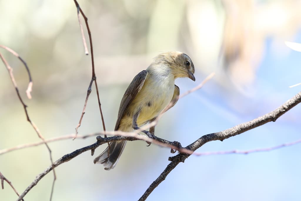 Weebill