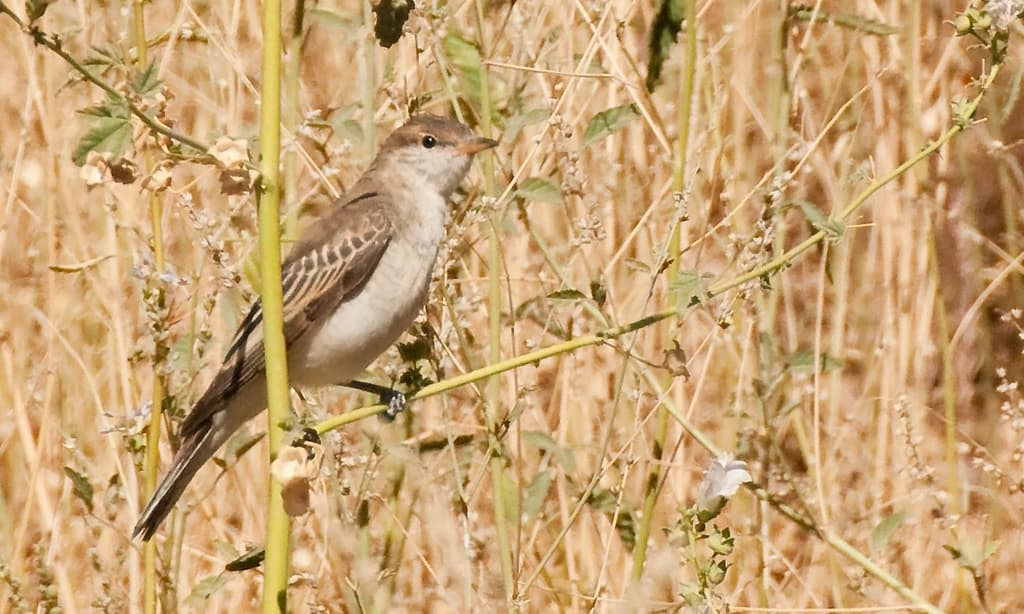 White-winged Triller