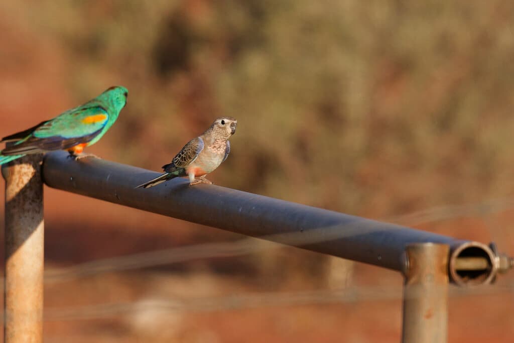 Bourke's Parrot
