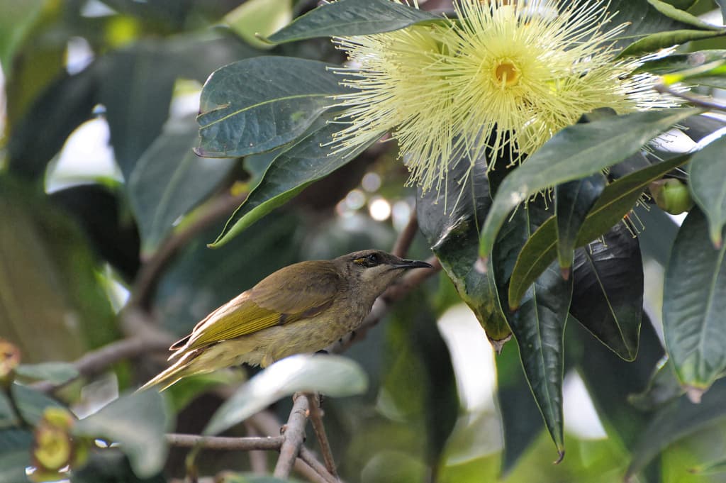 Brown Honeyeater
