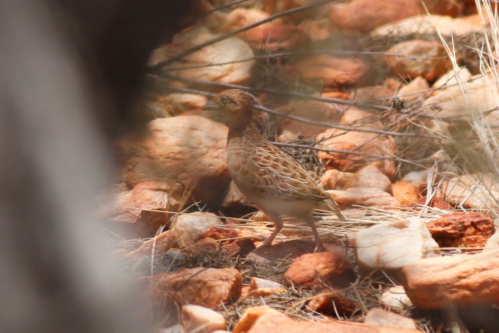 Little Buttonquail