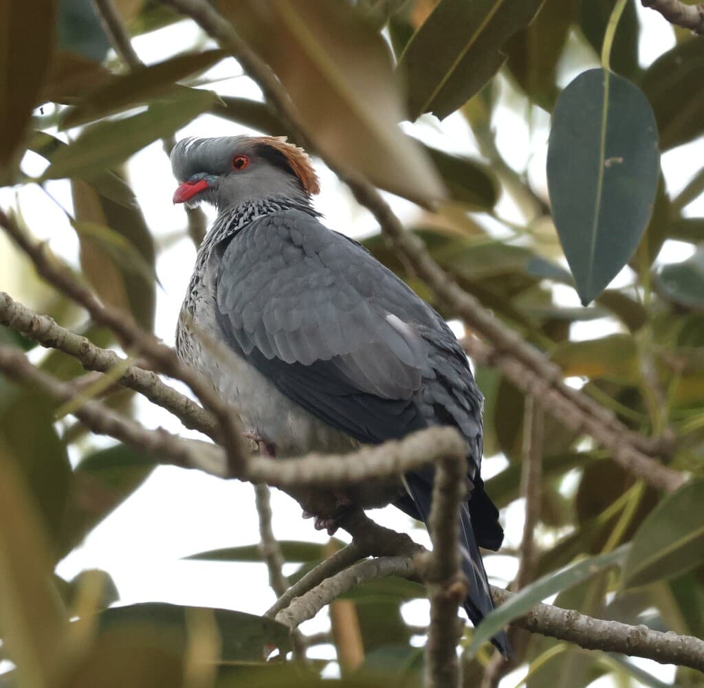 Topknot Pigeon