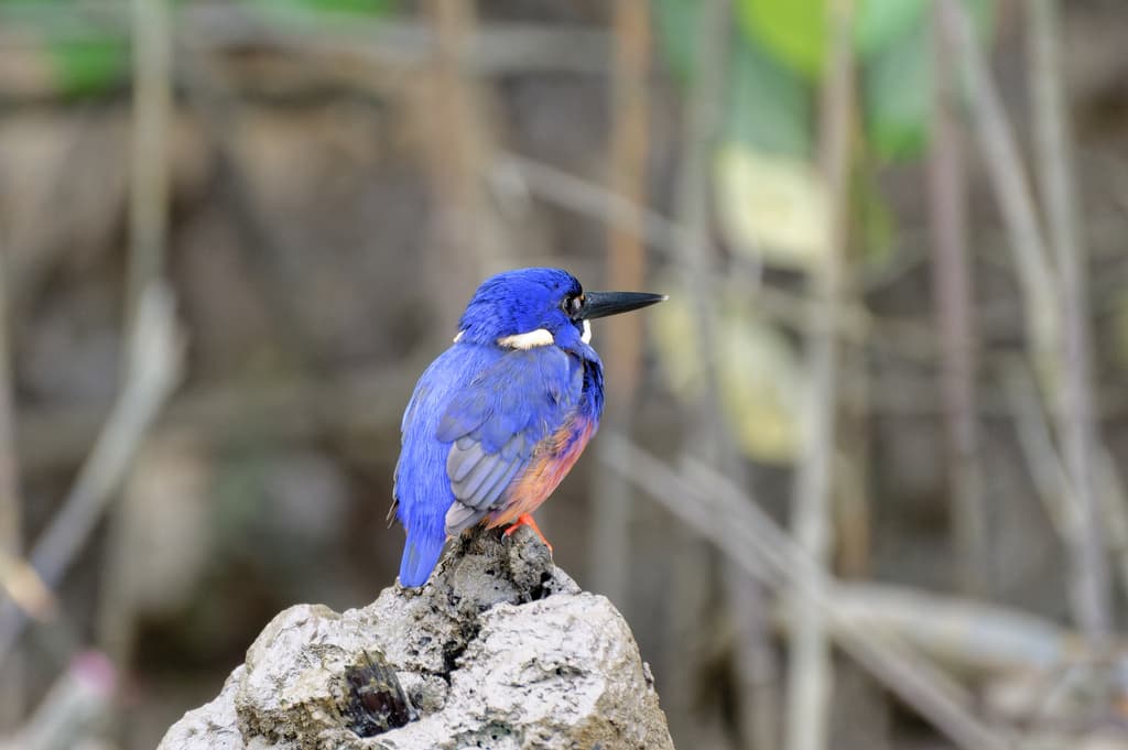 Azure Kingfisher