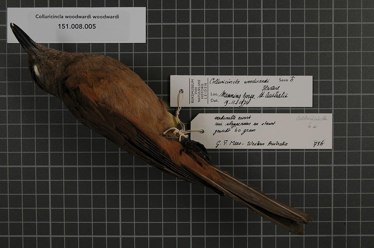 Sandstone Shrikethrush