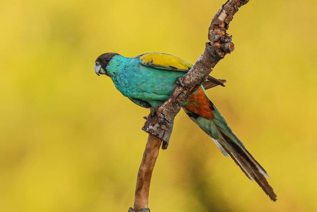 Hooded Parrot