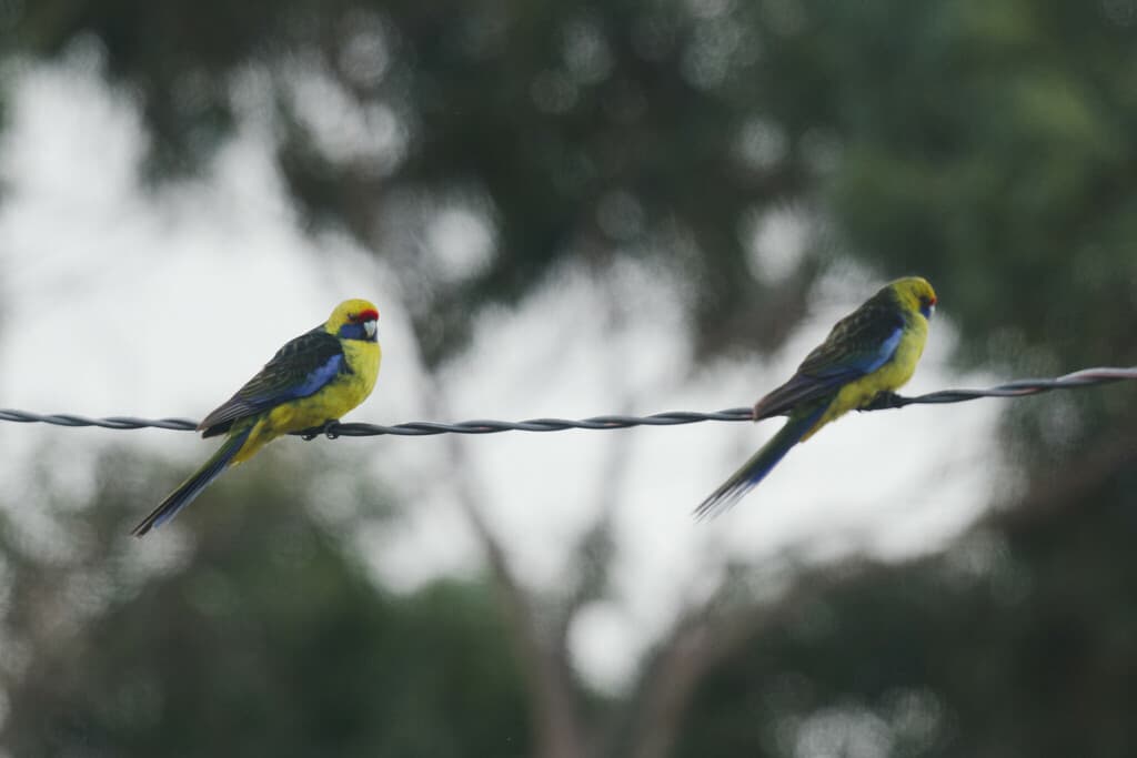 Green Rosella