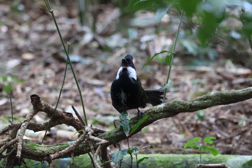 Eastern Whipbird