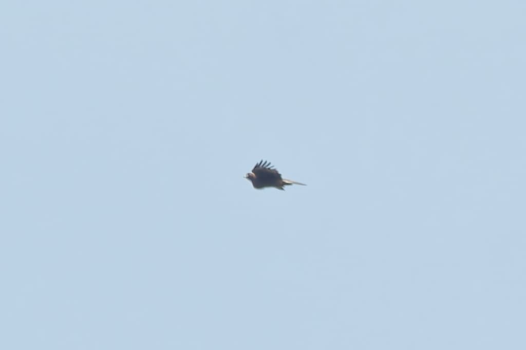 Little Eagle