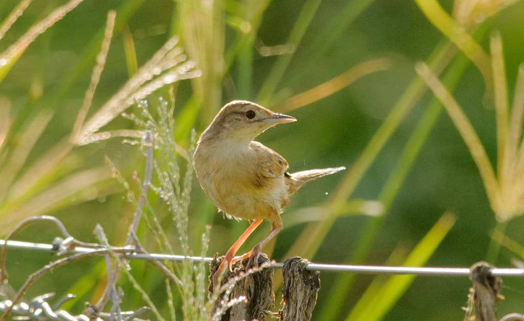 Tawny Grassbird