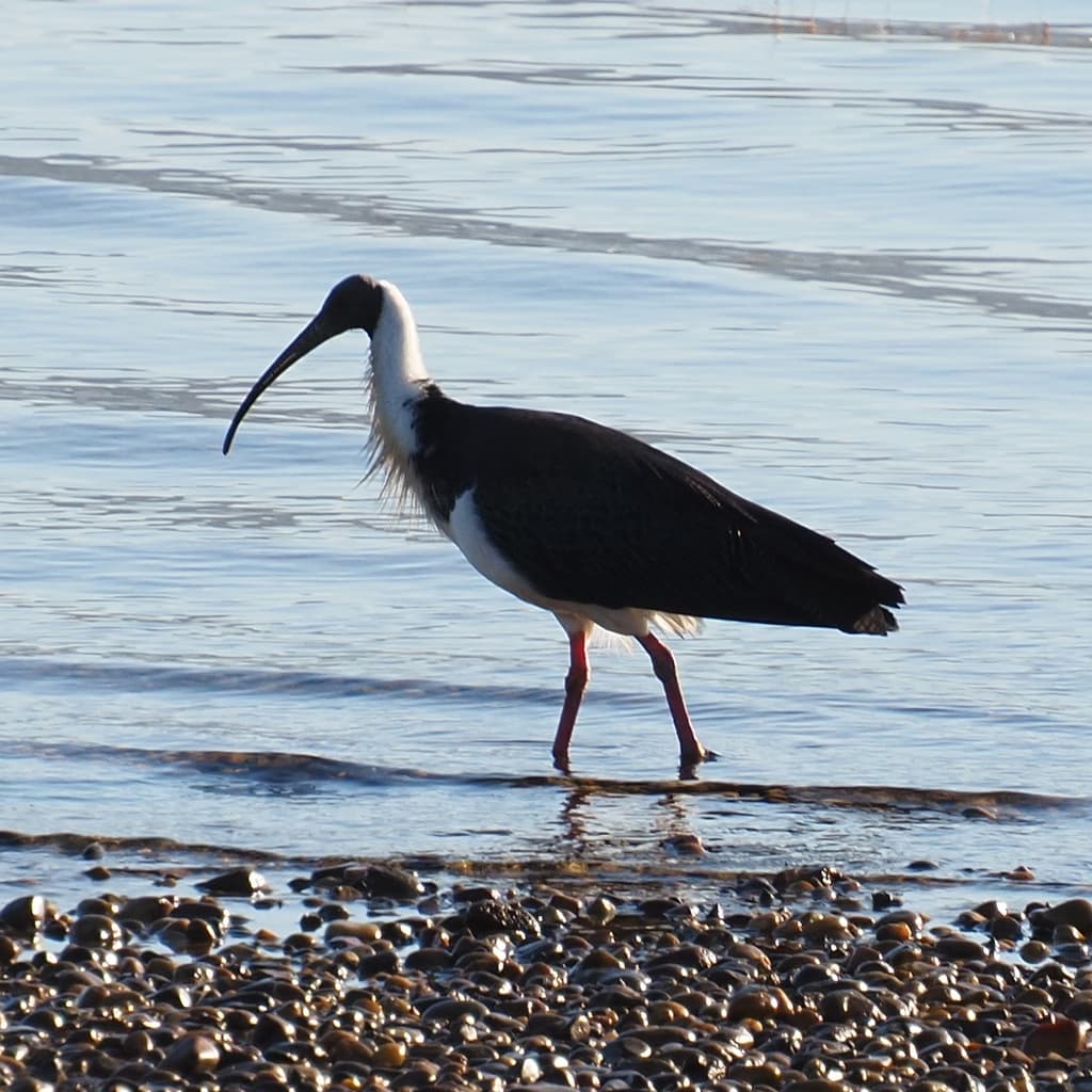 Straw-necked Ibis