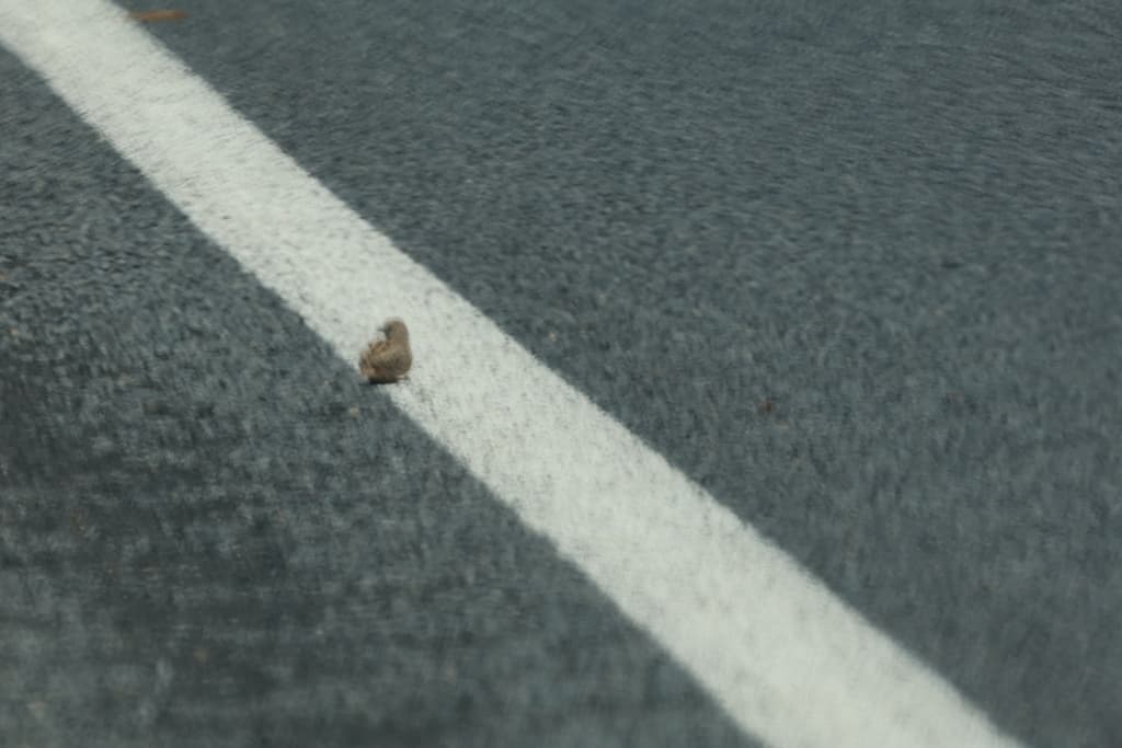 Little Buttonquail