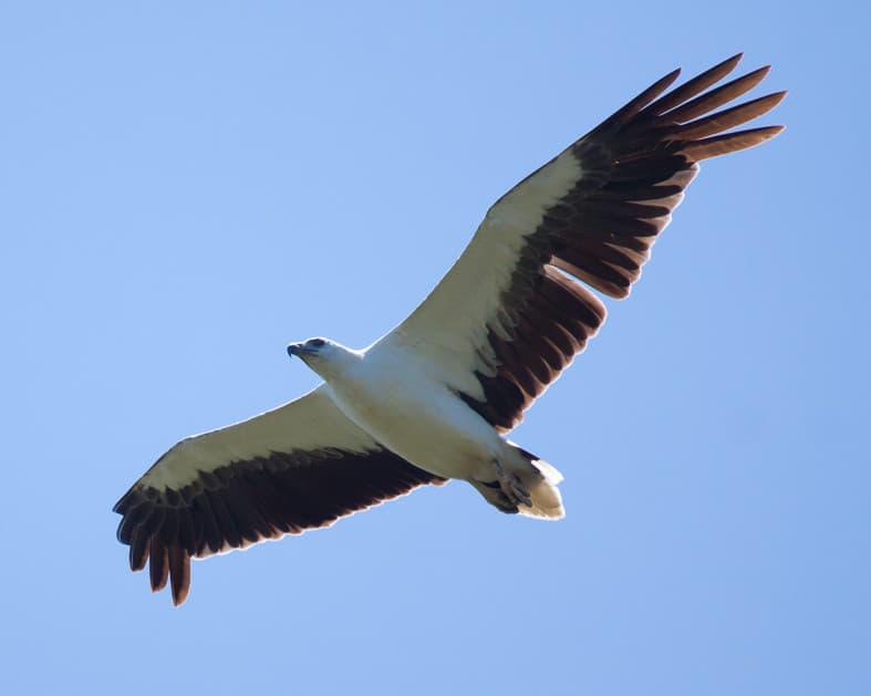 White-bellied Sea Eagle