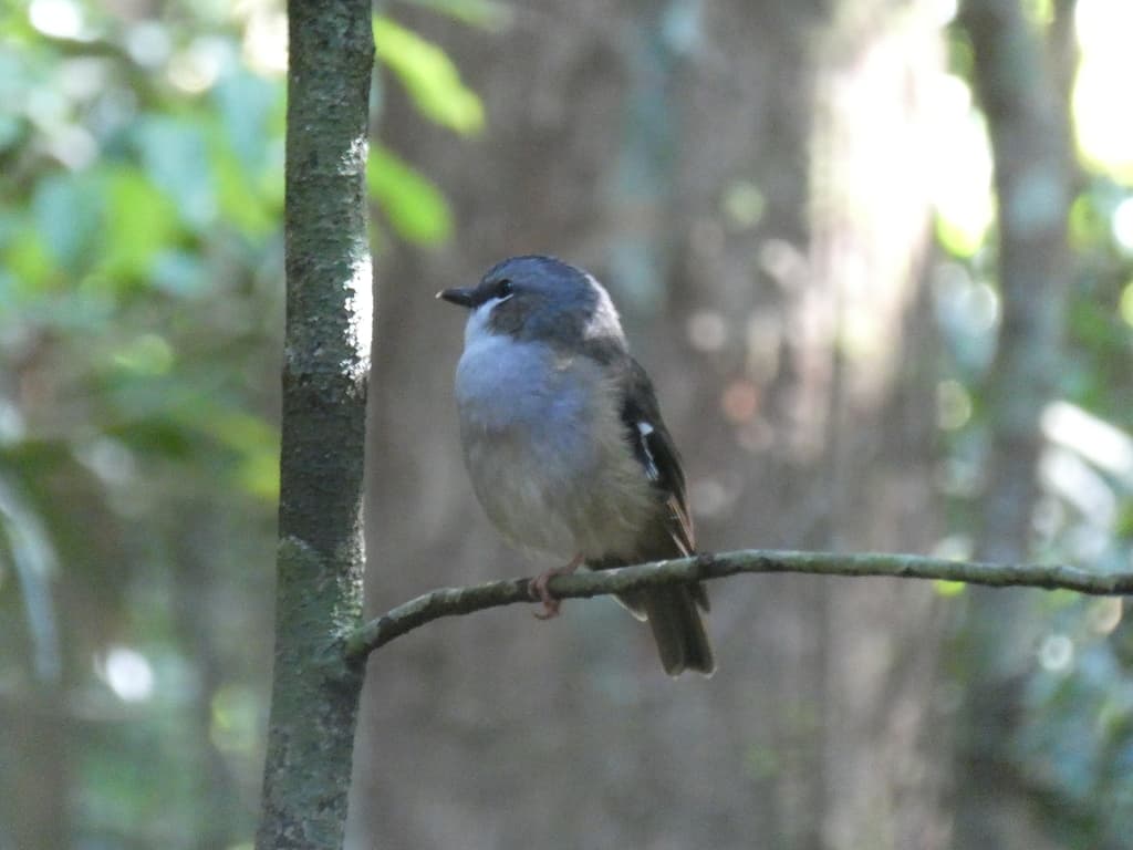 Grey-headed Robin