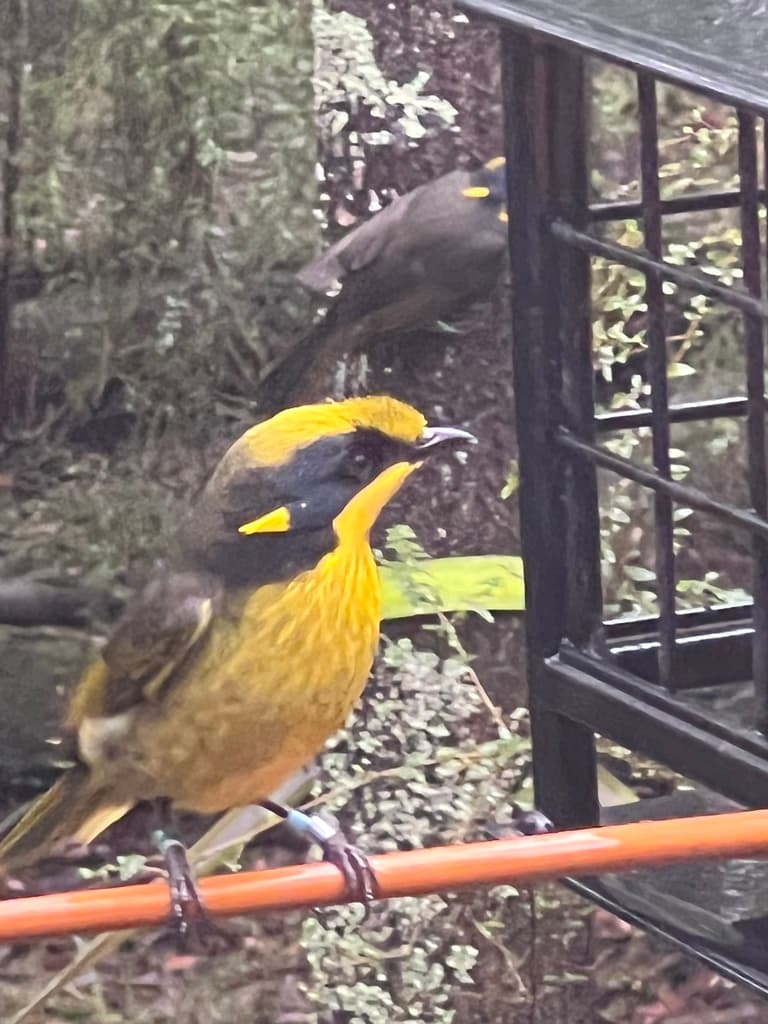 Yellow-tufted Honeyeater