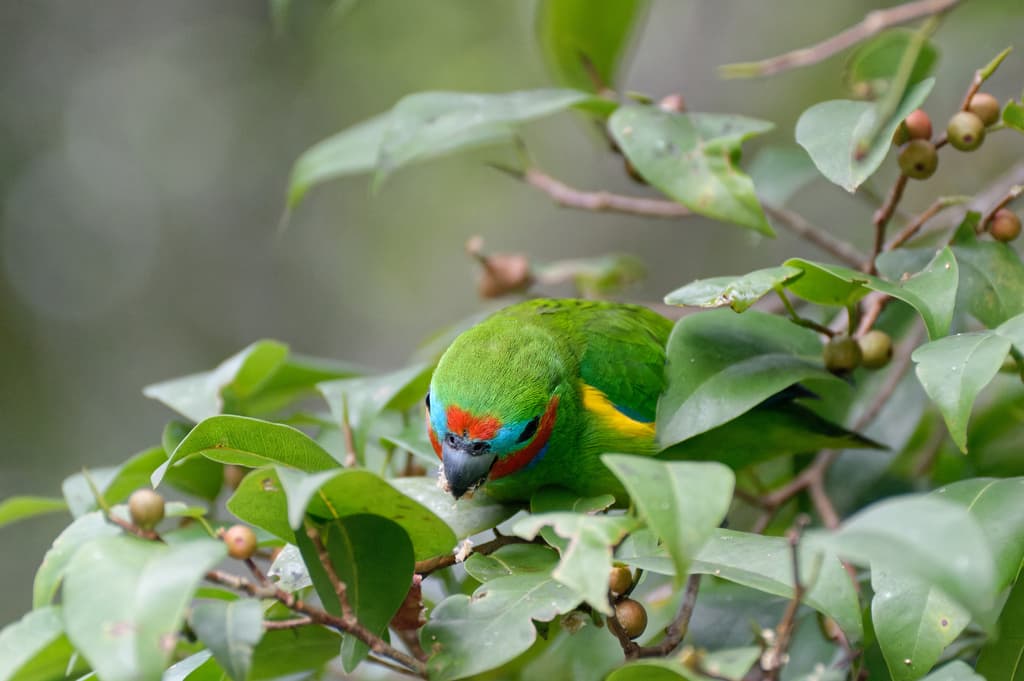 Double-eyed Fig Parrot