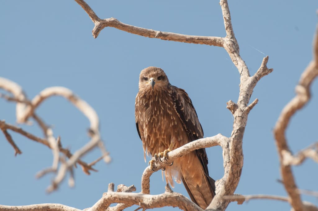 Black Kite