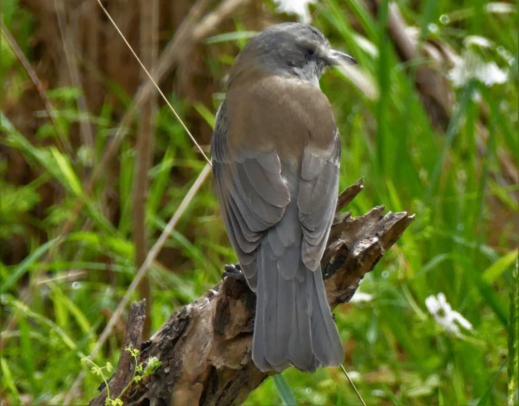 Grey Shrikethrush