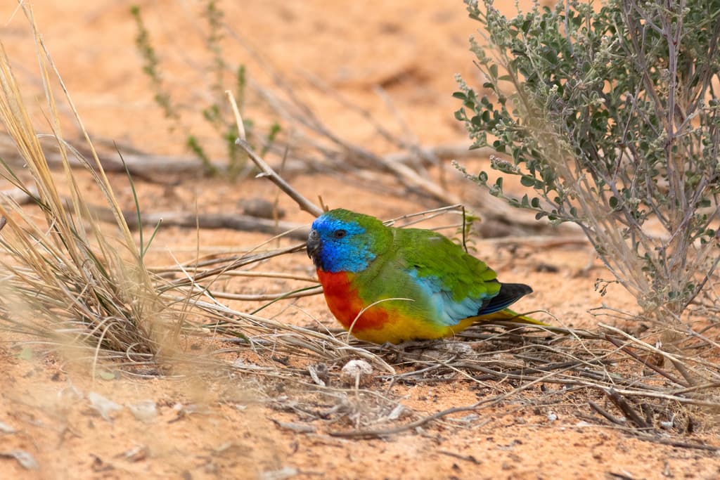 Scarlet-chested Parrot