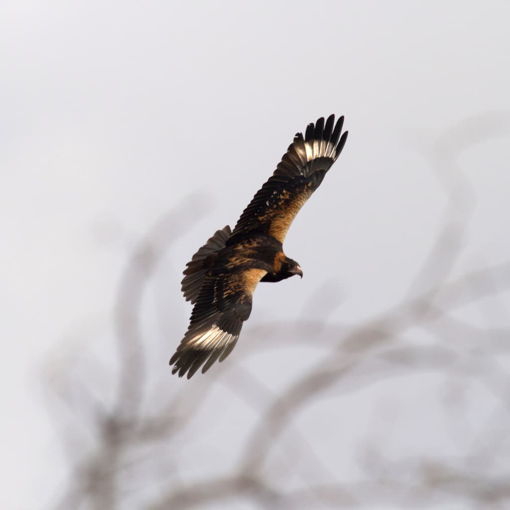 Black-breasted Buzzard