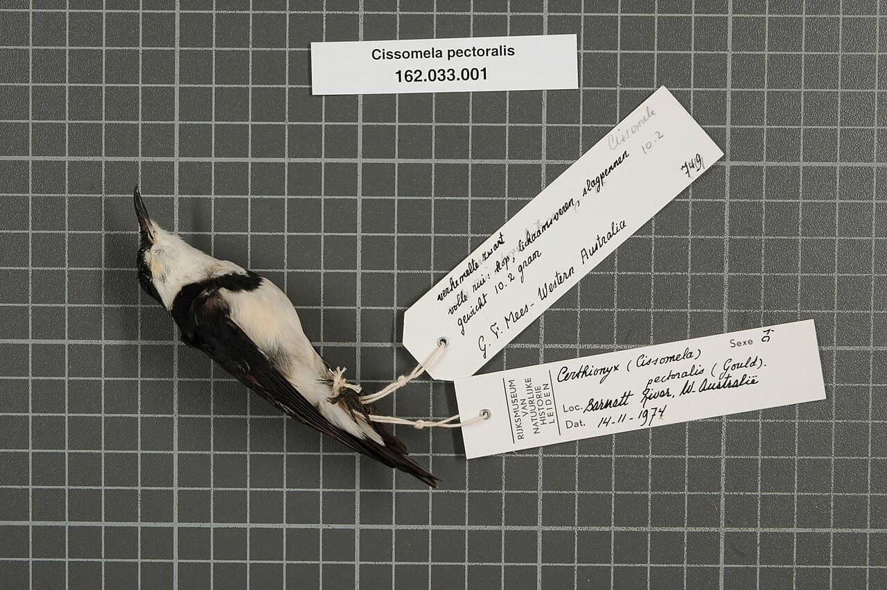 Banded Honeyeater