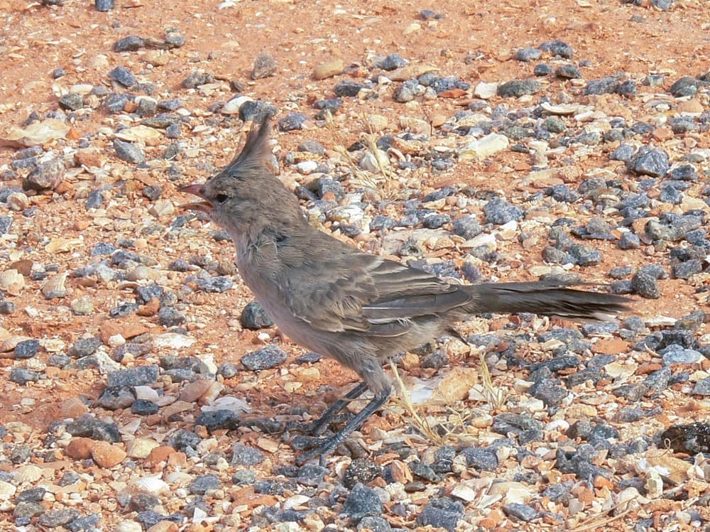 Chiming Wedgebill