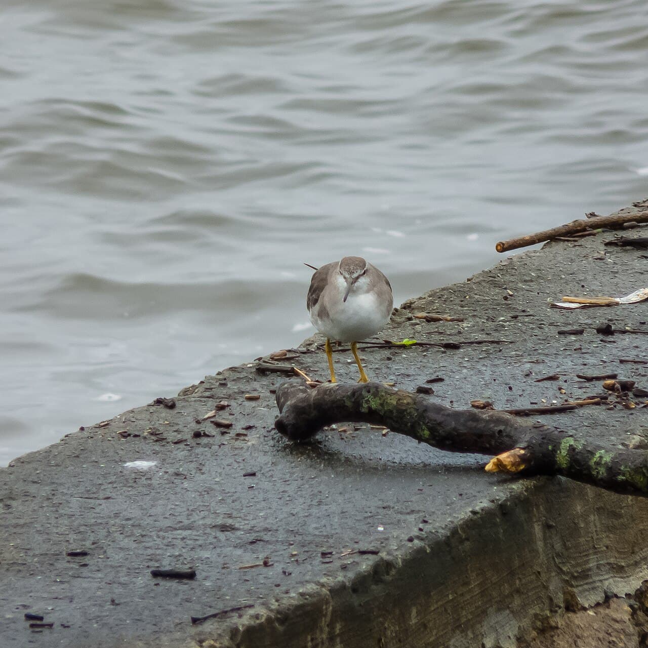 Grey-tailed Tattler
