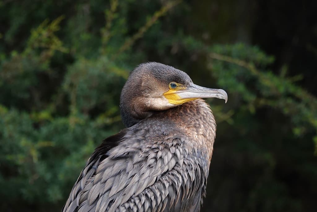 Great Cormorant