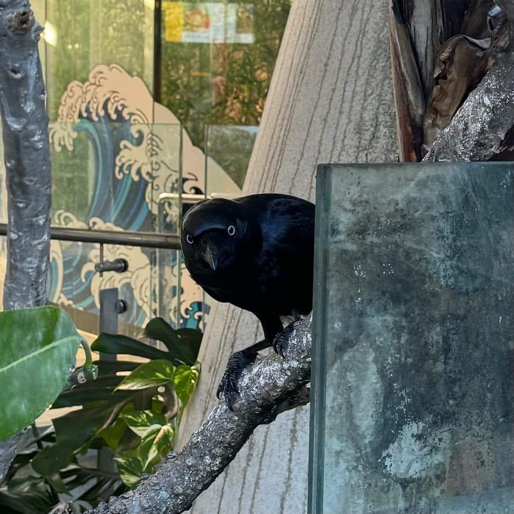 Torresian Crow