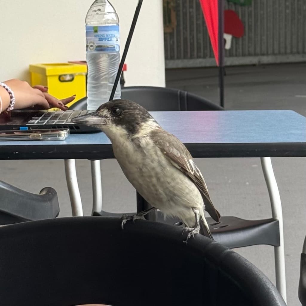 Grey Butcherbird
