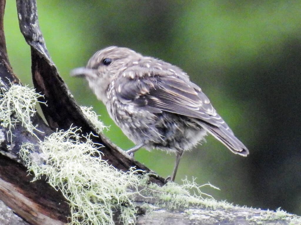 Dusky Robin