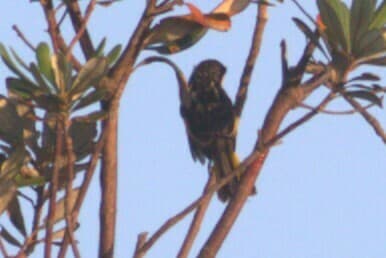 White-cheeked Honeyeater