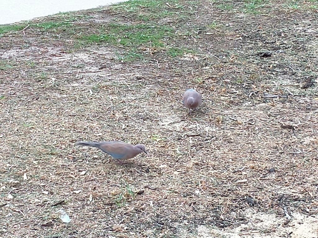 Laughing Dove