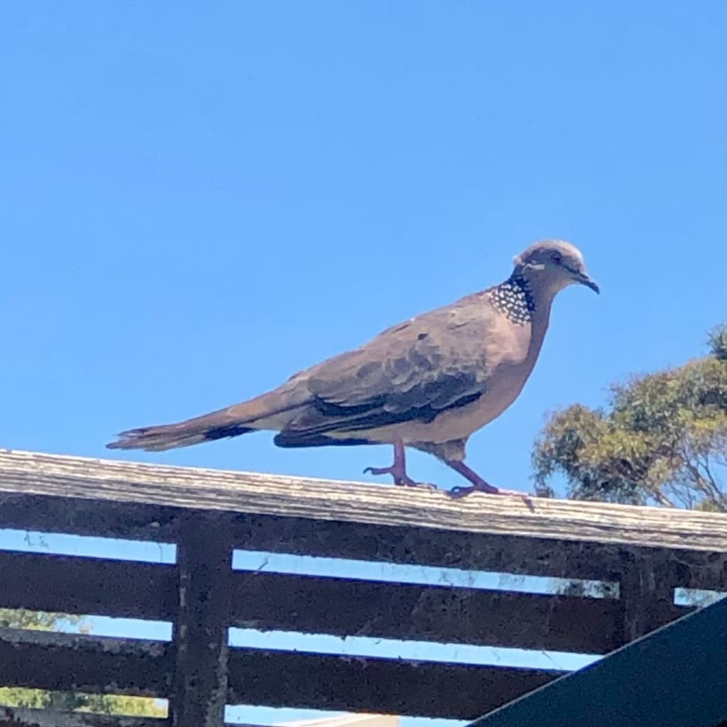 Spotted Dove
