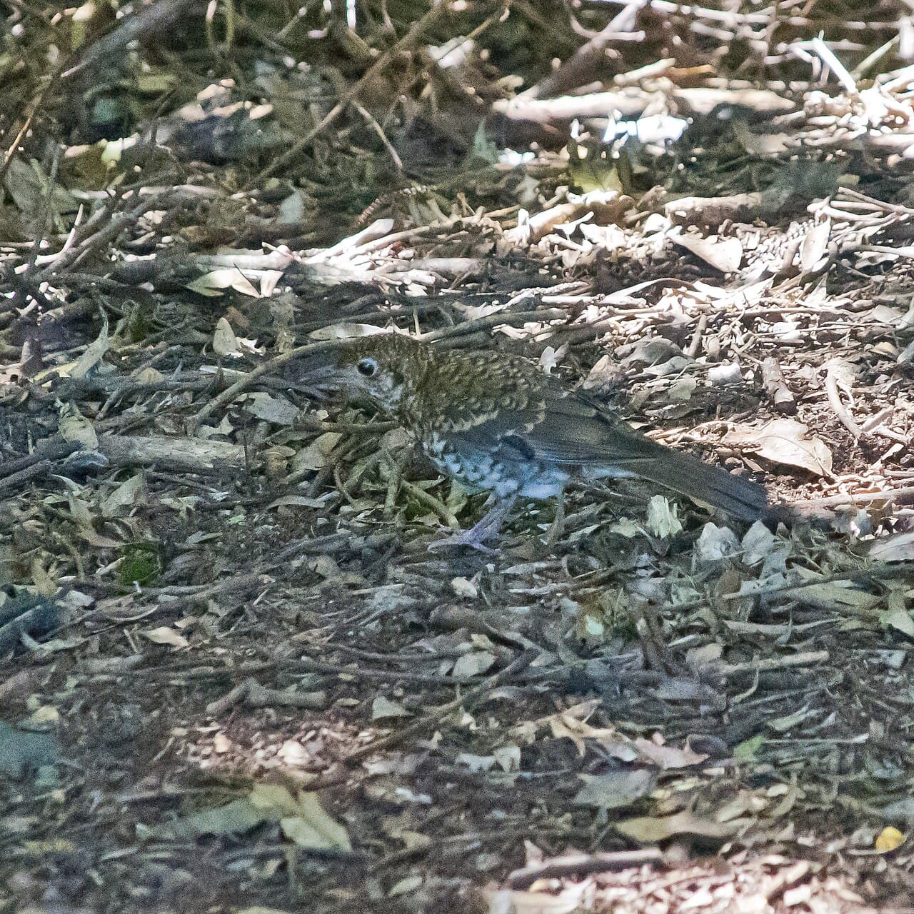 Russet-tailed Thrush