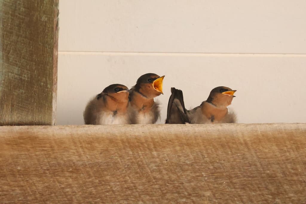 Welcome Swallow