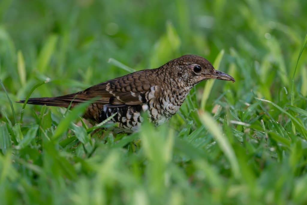 Russet-tailed Thrush