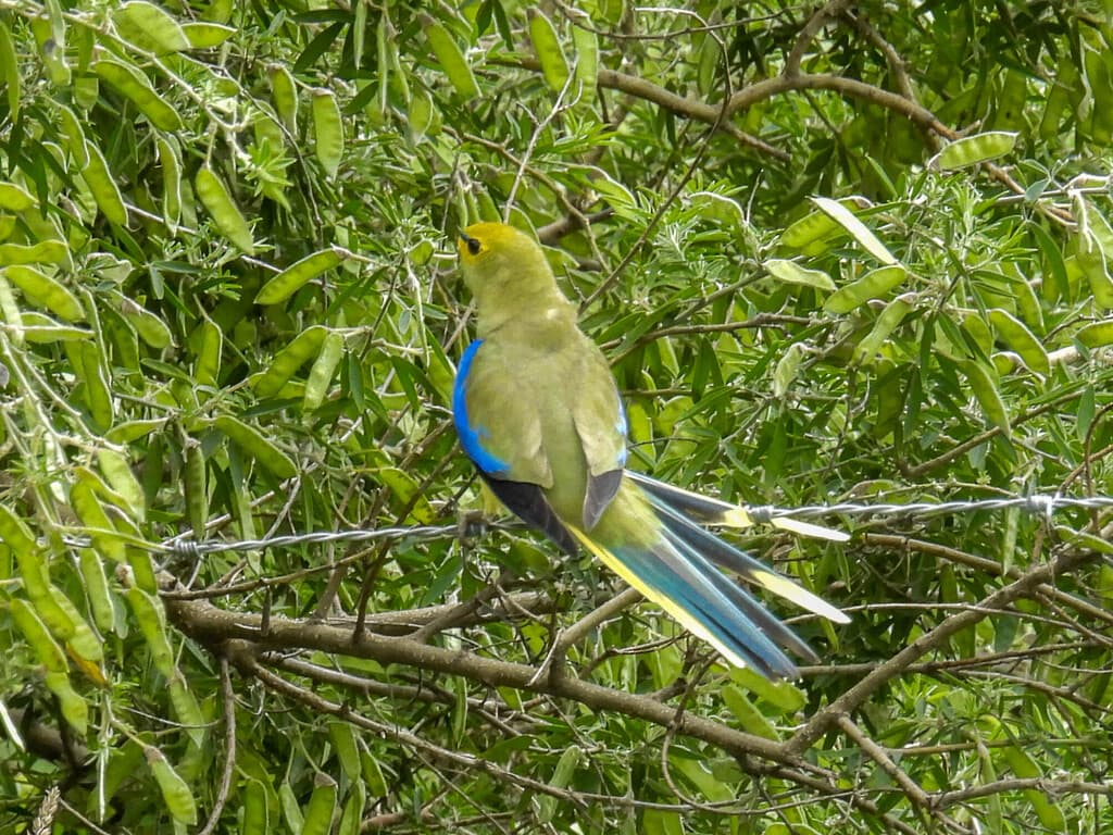 Blue-winged Parrot