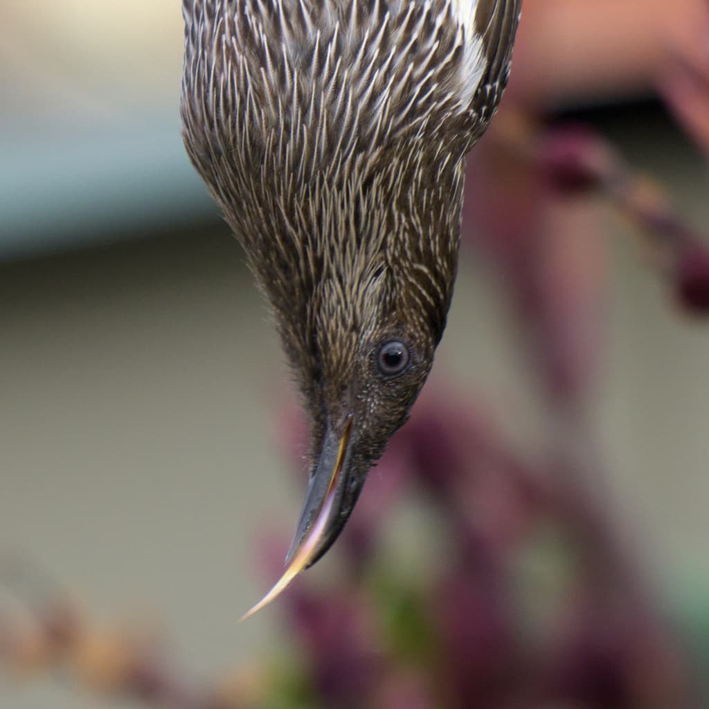 Little Wattlebird