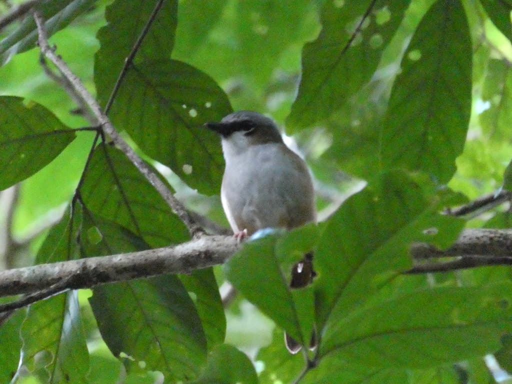 Grey-headed Robin