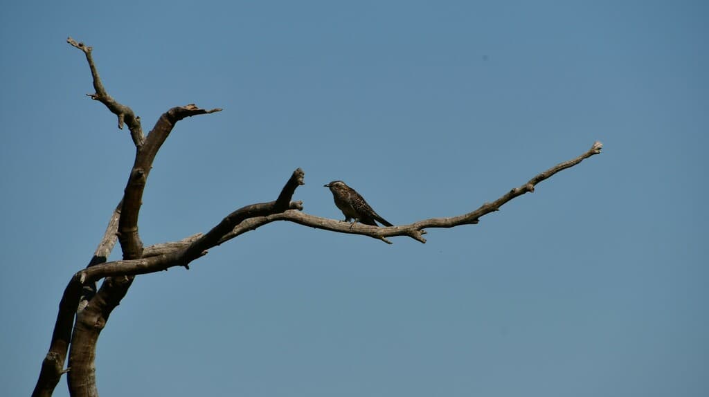 Pallid Cuckoo