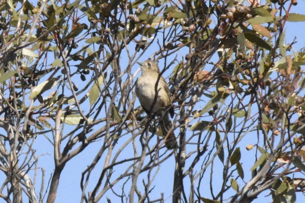 Southern Scrub Robin